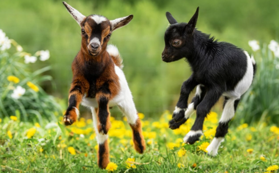 Consejos para mejorar la vida de los animales